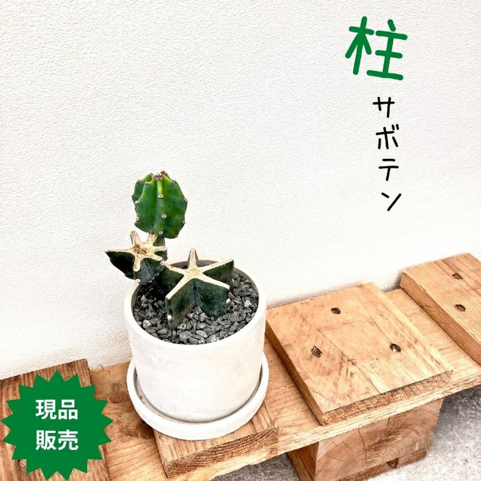 観葉植物現品販売