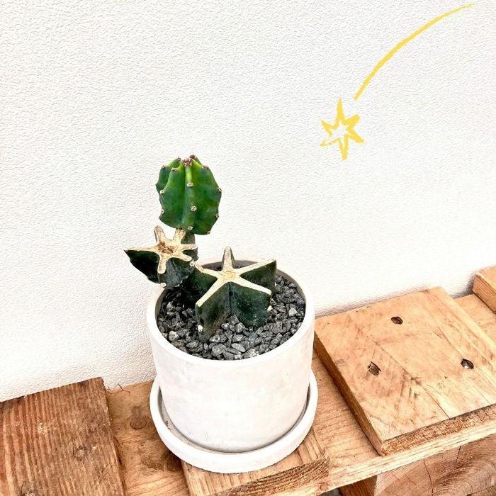 観葉植物現品販売