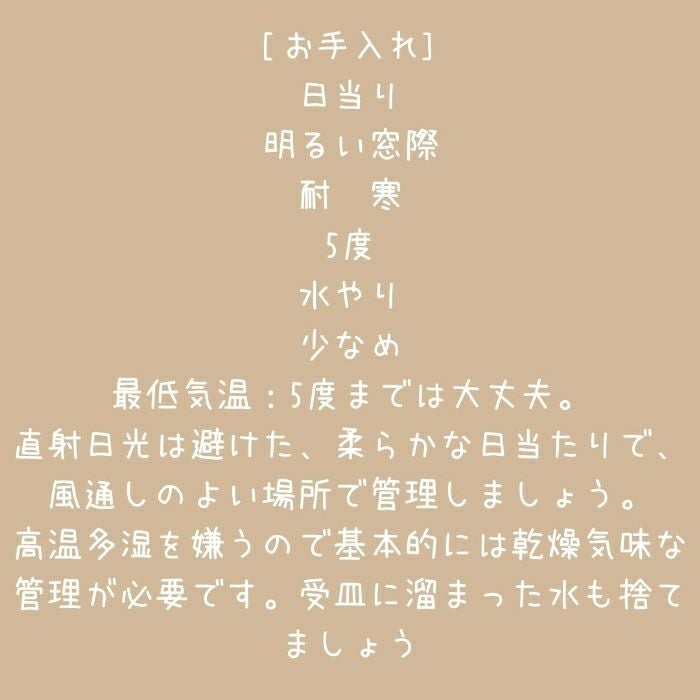 観葉植物現品販売