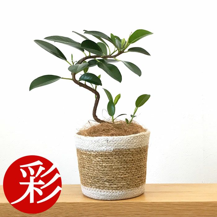 観葉植物 数量限定 フランスゴム ナチュラルバスケットカバー付