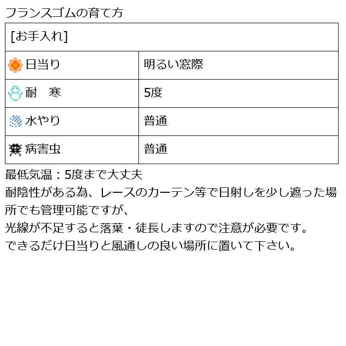 観葉植物 数量限定 フランスゴム ナチュラルバスケットカバー付