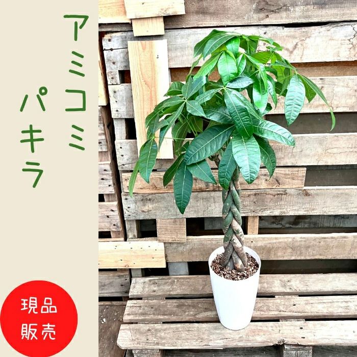 観葉植物現品販売