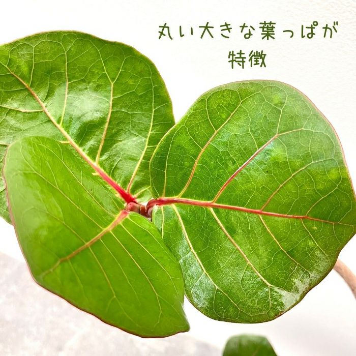 観葉植物現品販売