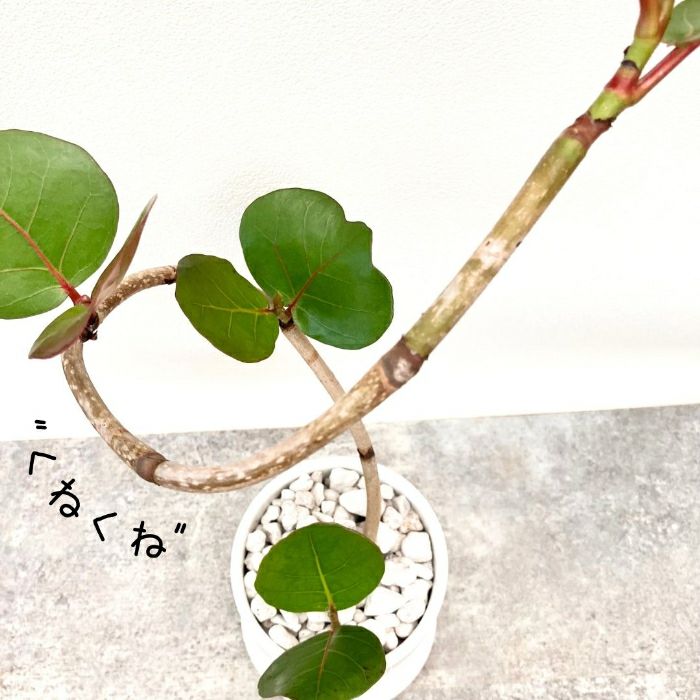 観葉植物現品販売