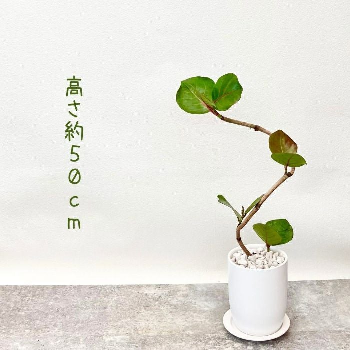 観葉植物現品販売