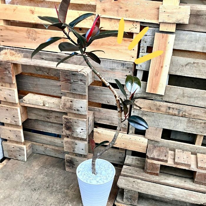 観葉植物現品販売