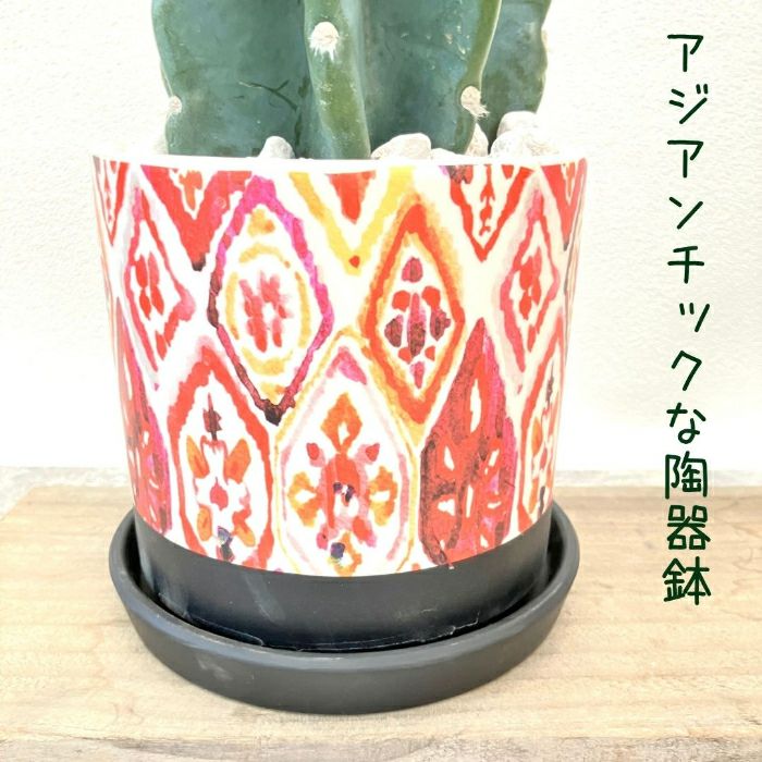 観葉植物現品販売