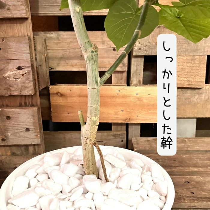 観葉植物現品販売