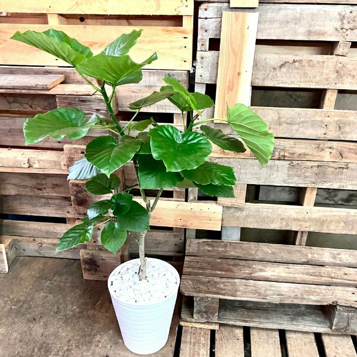 観葉植物現品販売