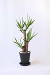 ユッカ・エレファンティペス 7号 セラアート鉢 観葉植物