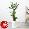 ユッカ・エレファンティペス 7号 セラアート鉢 観葉植物