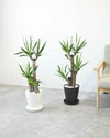 ユッカ・エレファンティペス 7号 セラアート鉢 観葉植物
