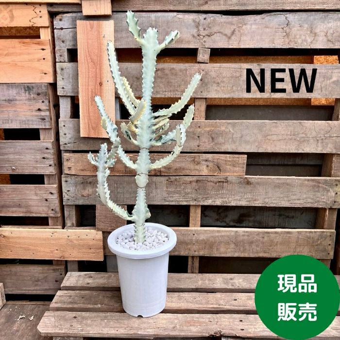 観葉植物現品販売