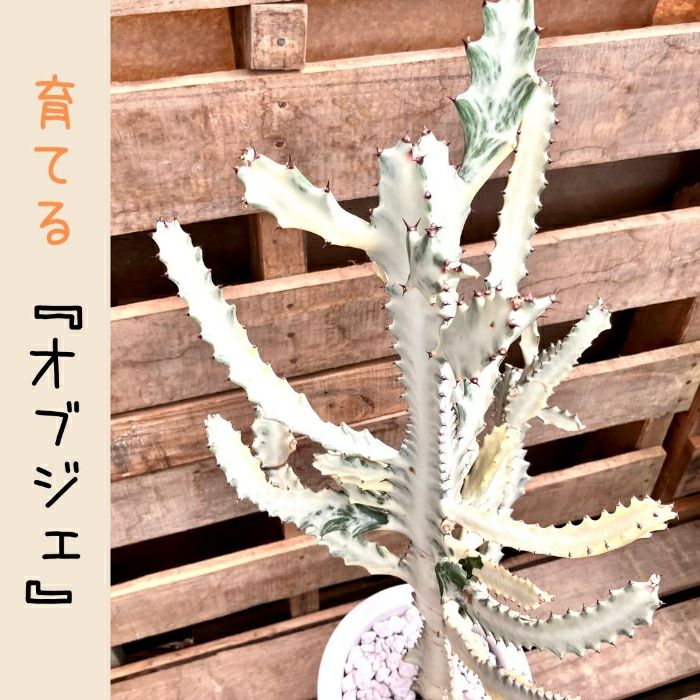 観葉植物現品販売