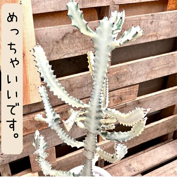 観葉植物現品販売