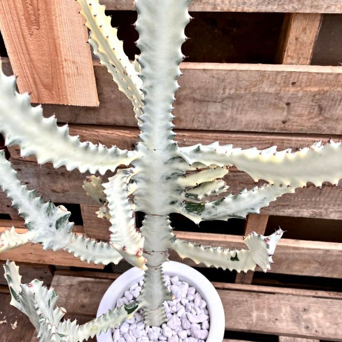 観葉植物現品販売