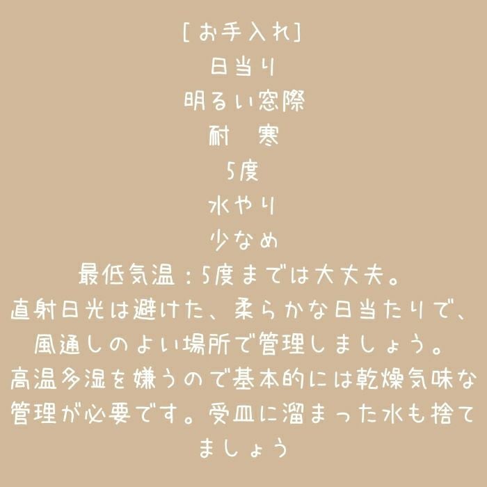 観葉植物現品販売