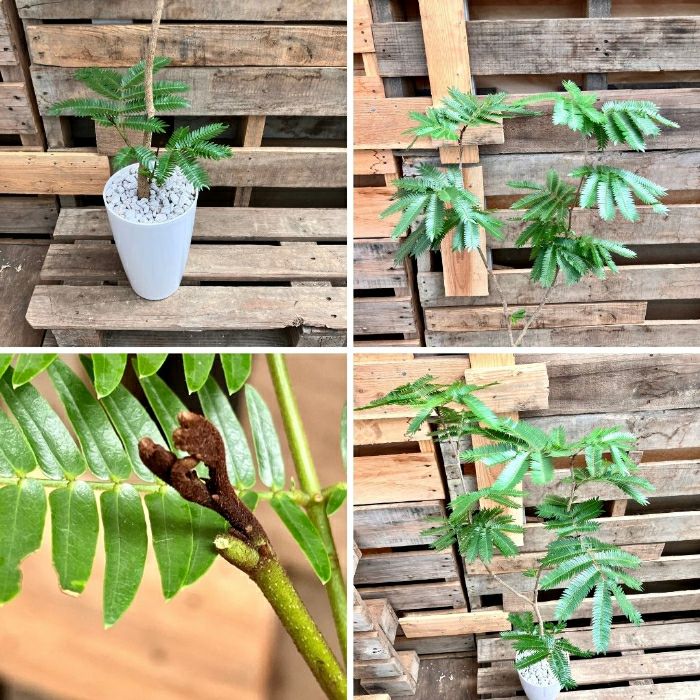 観葉植物現品販売