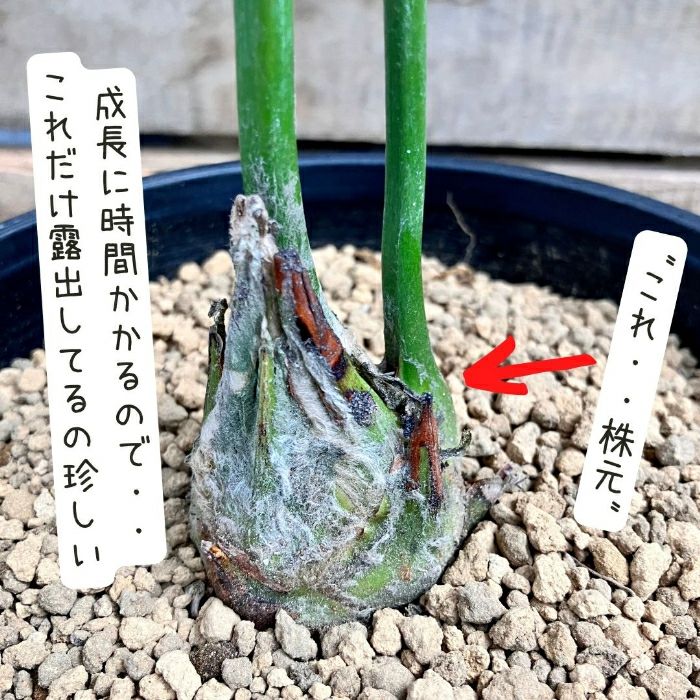 観葉植物現品販売