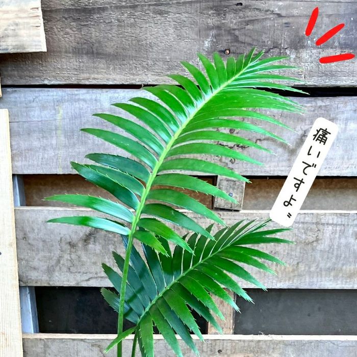 観葉植物現品販売