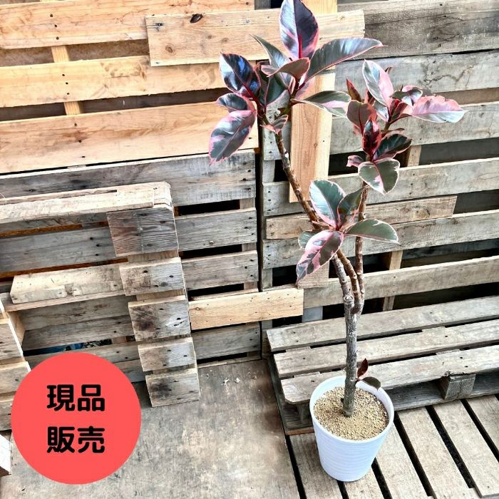 観葉植物現品販売