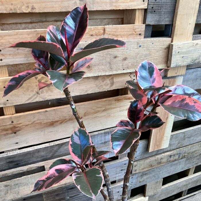 観葉植物現品販売