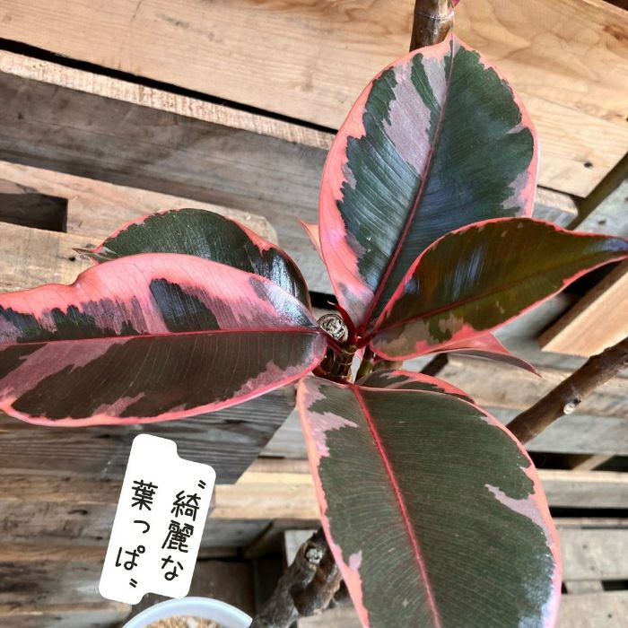 観葉植物現品販売