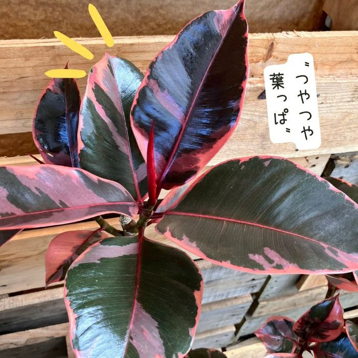 観葉植物現品販売