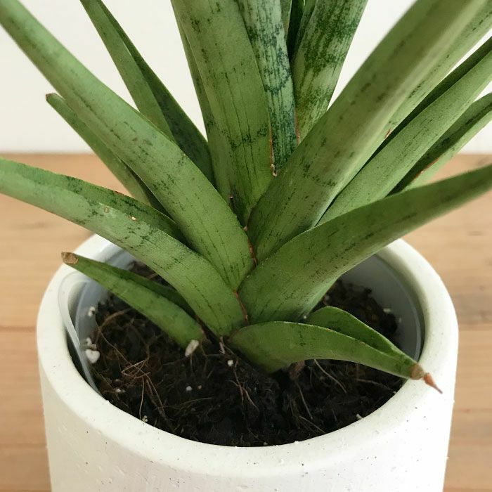 観葉植物 数量限定 サンセベリア・グラシリス 陶器ポット フジ ホワイト
