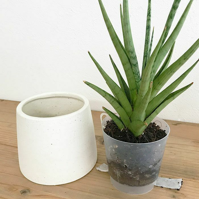 観葉植物 数量限定 サンセベリア・グラシリス 陶器ポット フジ ホワイト