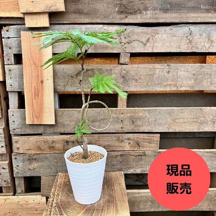 観葉植物現品販売