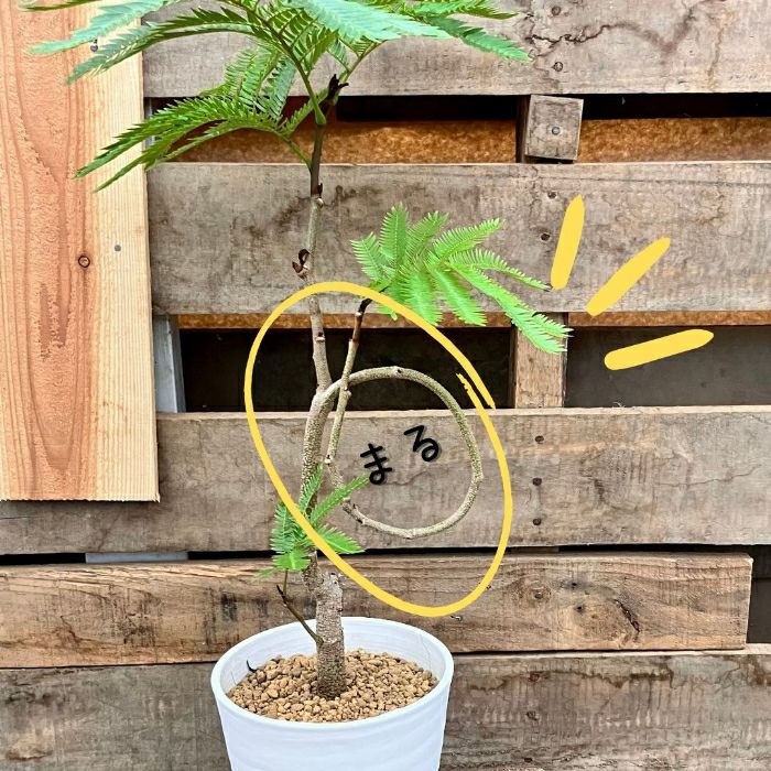 観葉植物現品販売