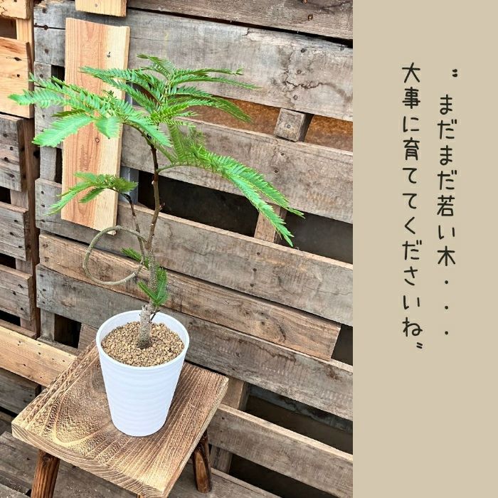 観葉植物現品販売