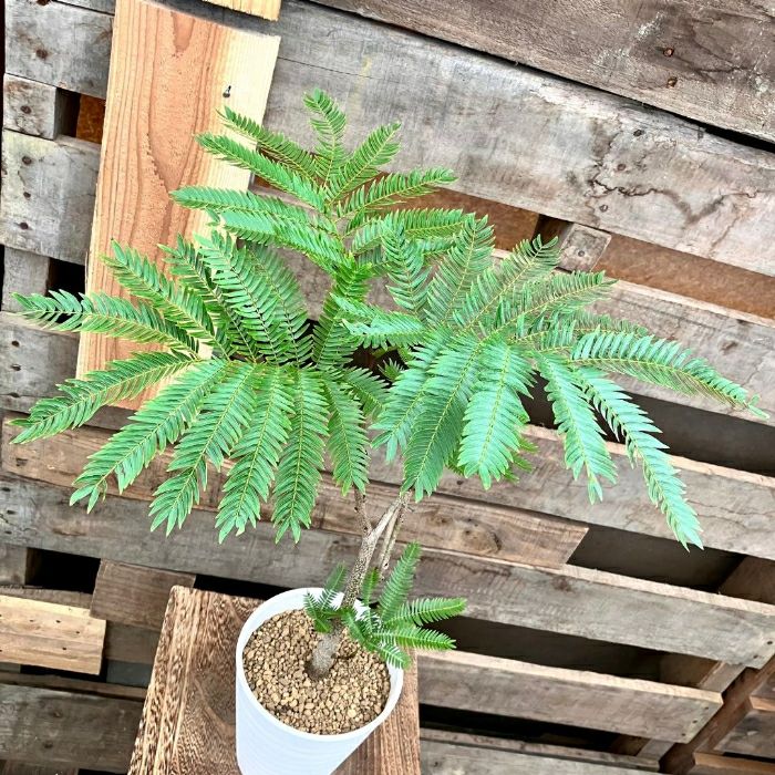 観葉植物現品販売