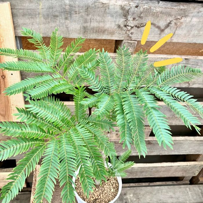 観葉植物現品販売