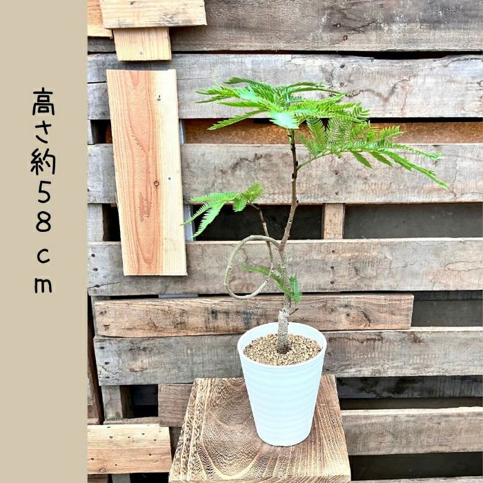 観葉植物現品販売
