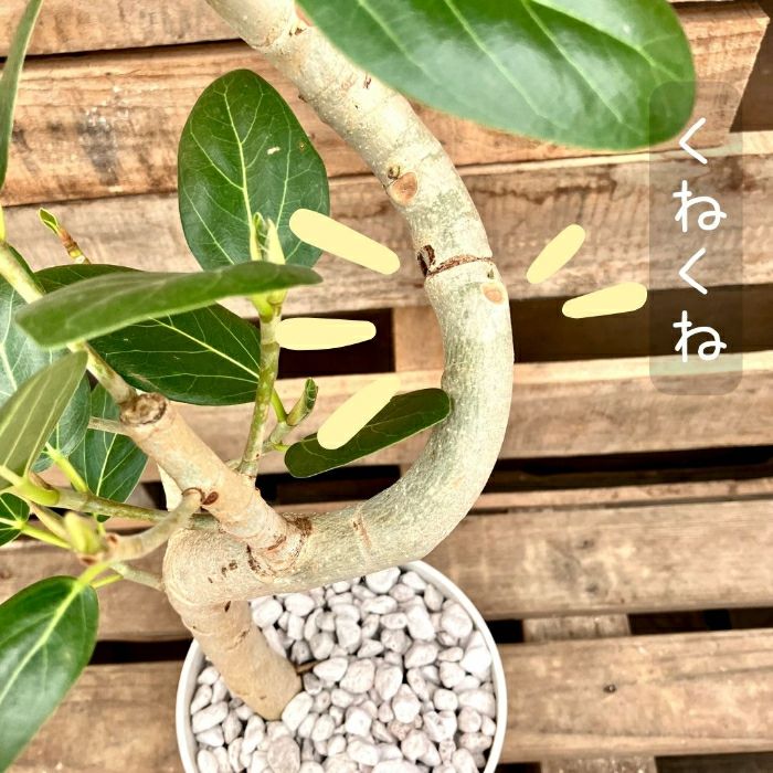 観葉植物現品販売