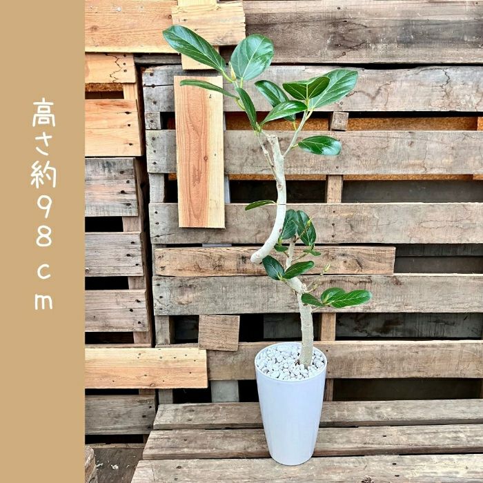 観葉植物現品販売