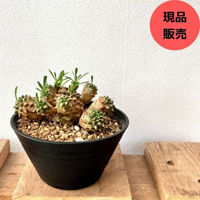 観葉植物 【現品 】 ユーフォルビア 峨眉山（ガビザン） 新品