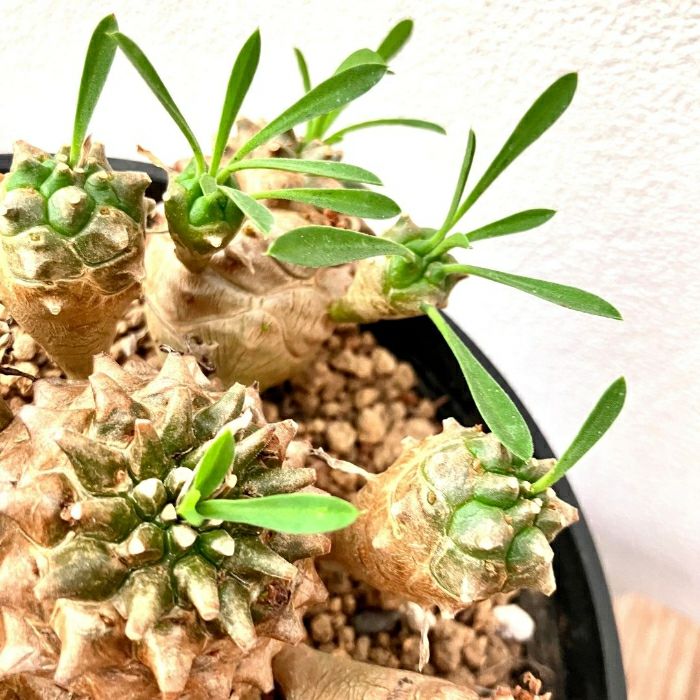 観葉植物現品販売