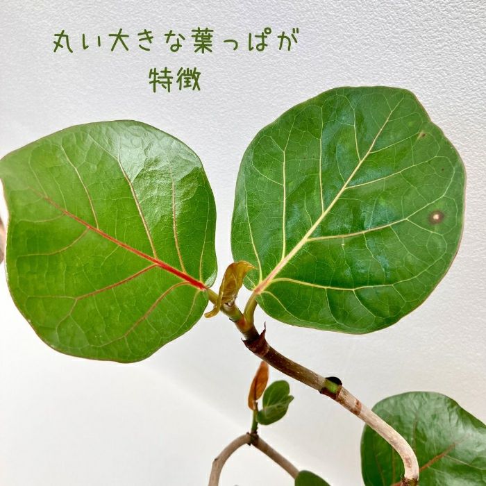 観葉植物現品販売