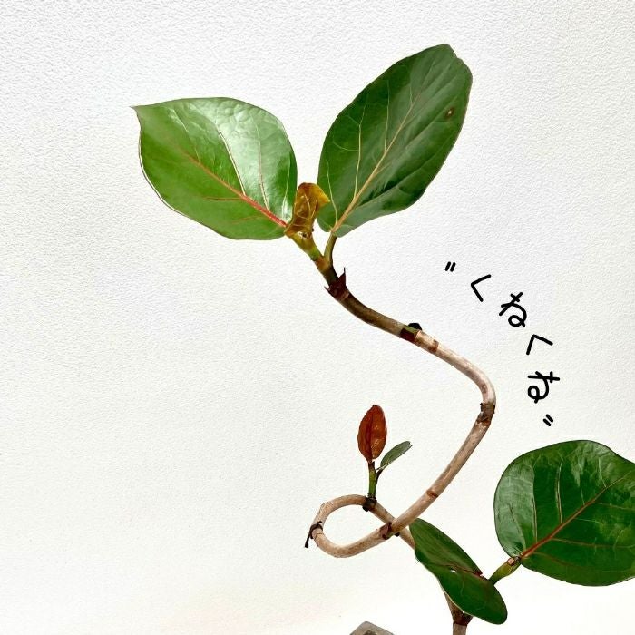 観葉植物現品販売