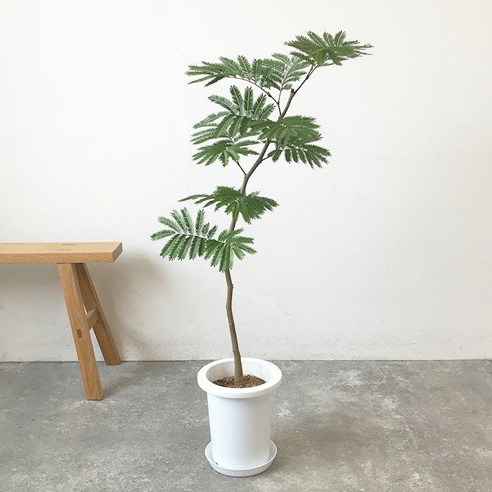 観葉植物 本物 数量限定 エバーフレッシュ 7号鉢