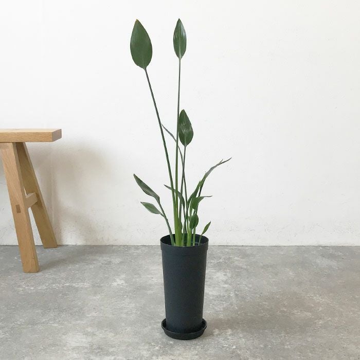 観葉植物 数量限定 ストレリチア ノンリーフ 3.5号ロングポット