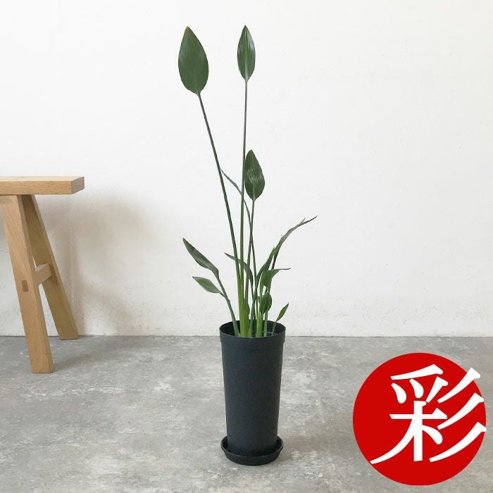 観葉植物 数量限定 ストレリチア ノンリーフ 3.5号ロングポット