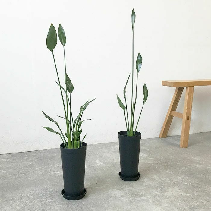 観葉植物 数量限定 ストレリチア ノンリーフ 3.5号ロングポット