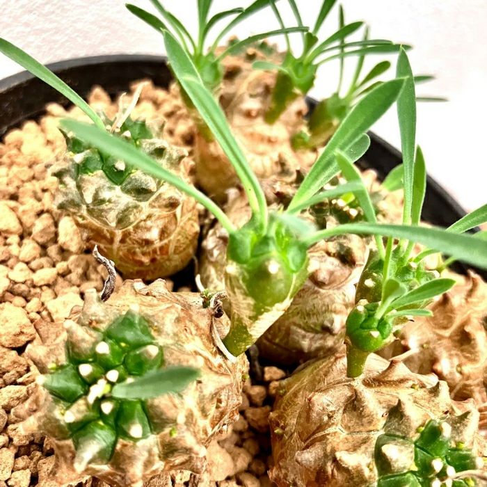 観葉植物現品販売