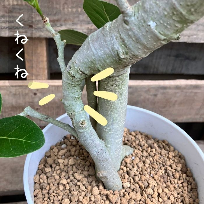 観葉植物現品販売