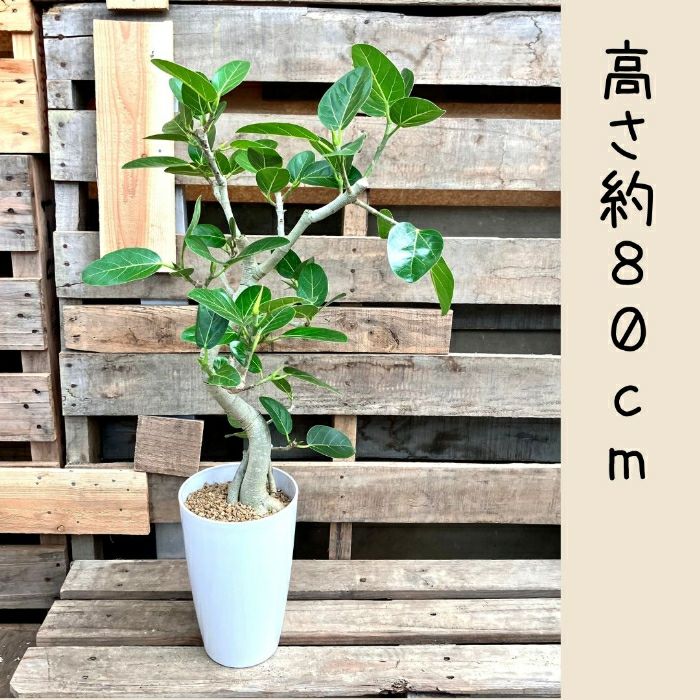 観葉植物現品販売