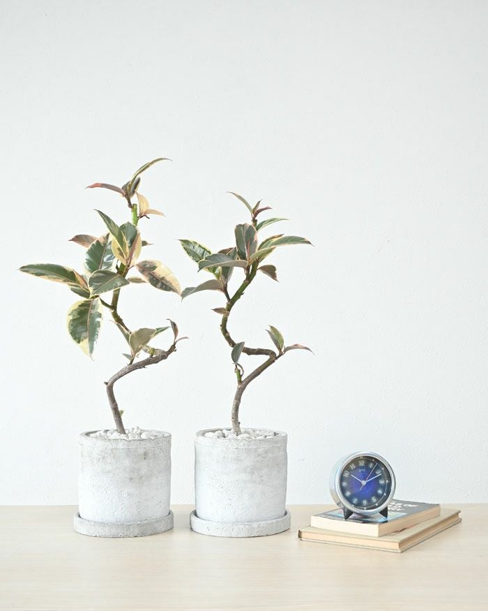 フィカス・エラスティカ・ティネケ セメントシリンダーポット 観葉植物